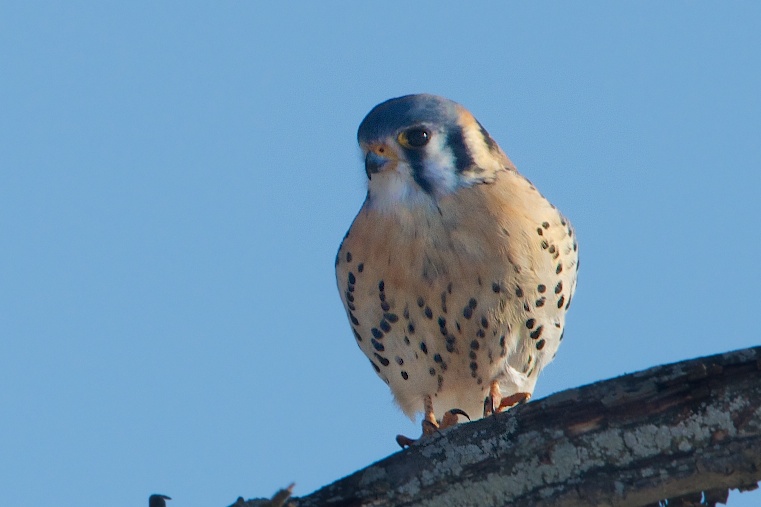 Kestrels in Valley Forge