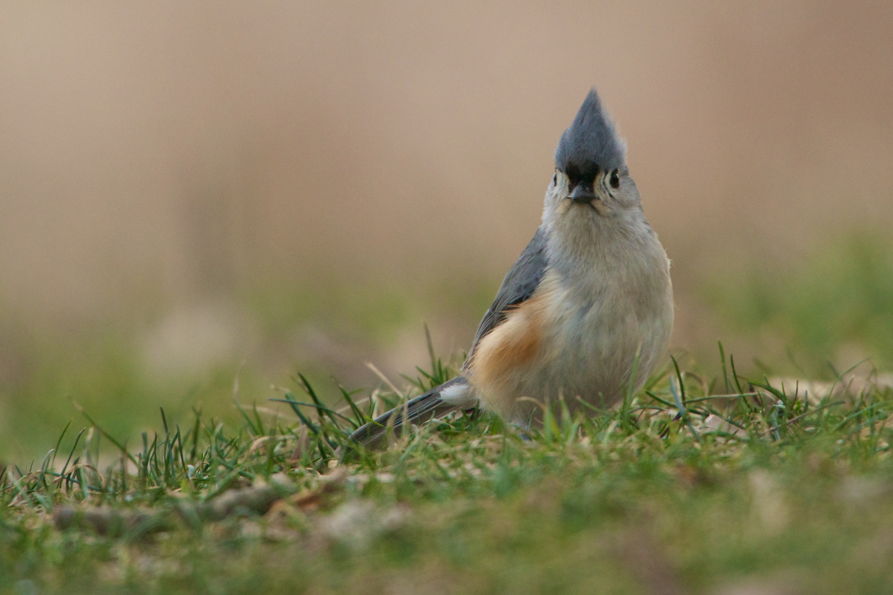The Tuft of the Tufted Titmouse