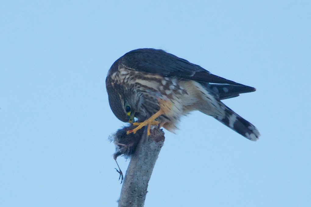 Not for the Faint of Heart