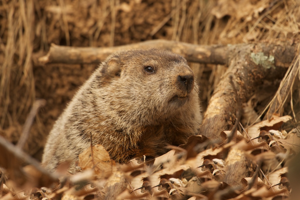Groundhog Emerging