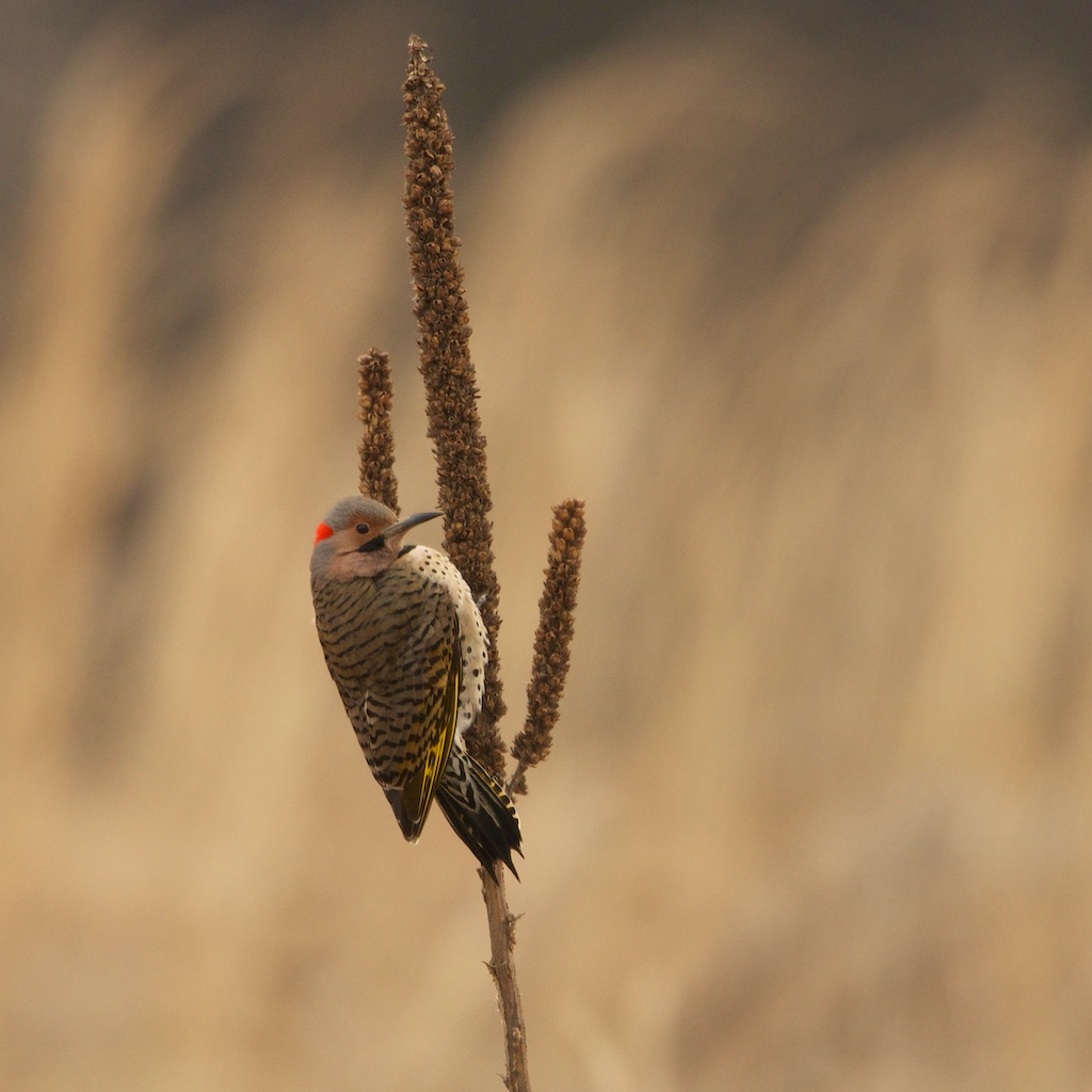 Flicker on Mullein