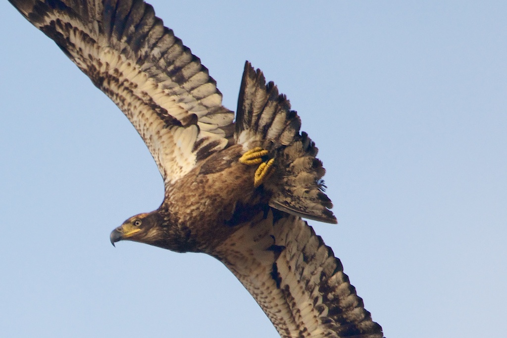 Juvenile Bald Eagle at Valley Forge!!! (Click to See That Beak)