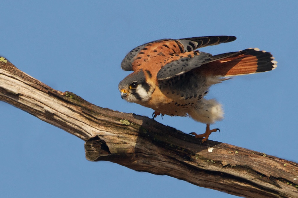 Kestrel Take Off (Sorry Can’t Get Enough of These Guys)