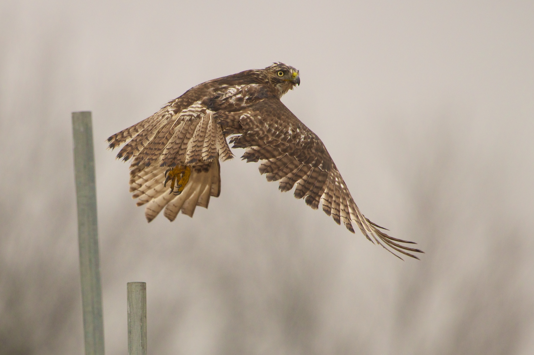 Wet Hawk in the Rain