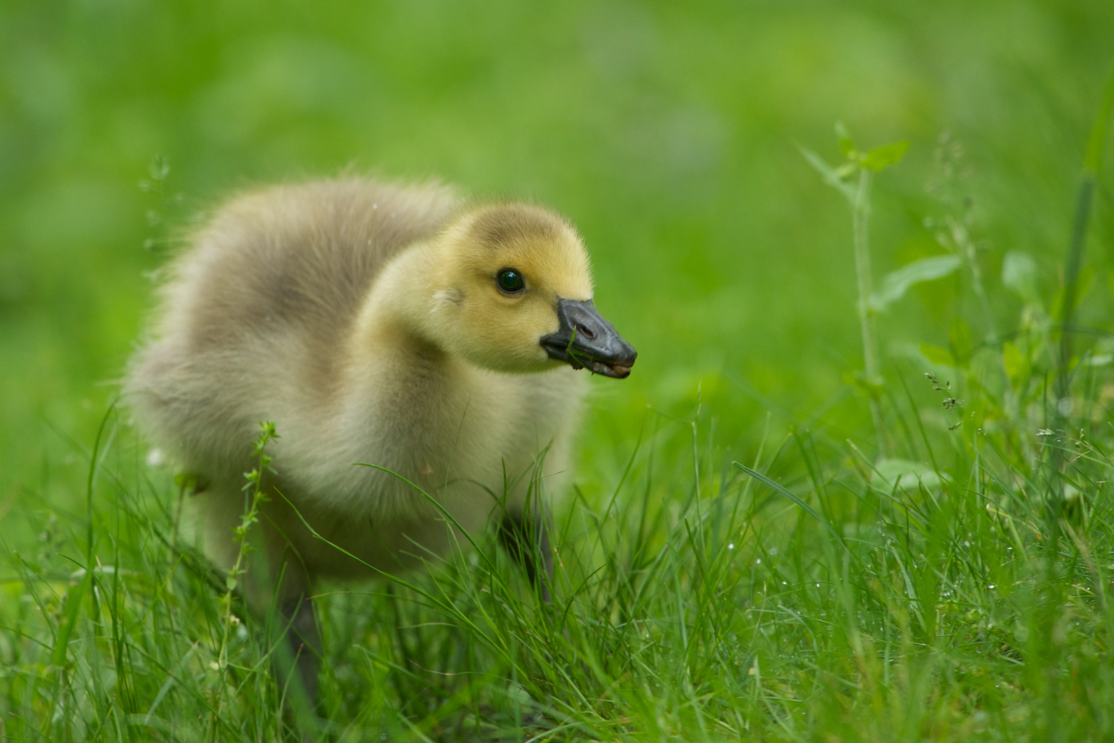 Dreaming of Spring, Warm Weather and Baby Geese