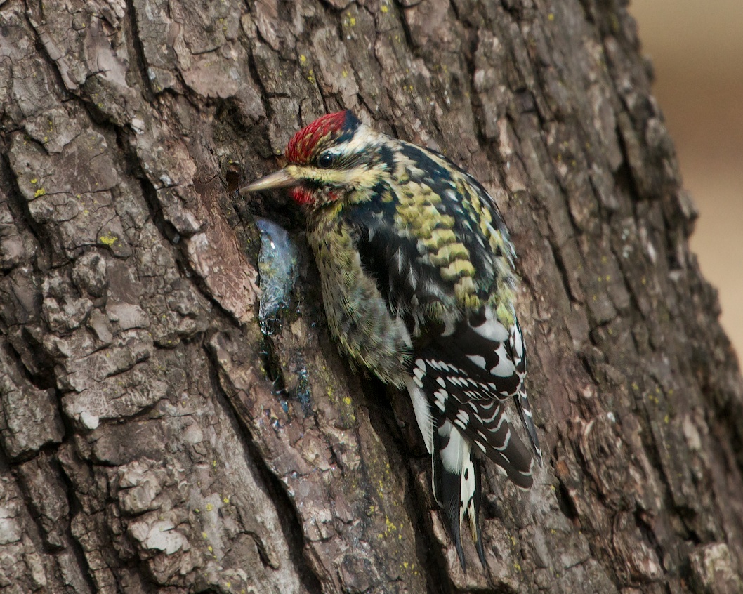 I Found the Watering Hole! (Click to See Better)