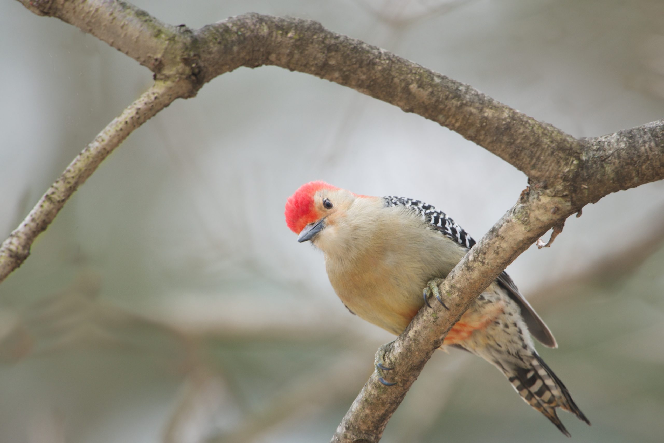 My New Friend – The Red Bellied Woodpecker
