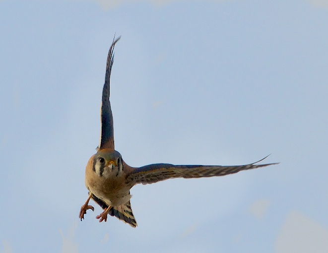 Kestrel Headed This Way