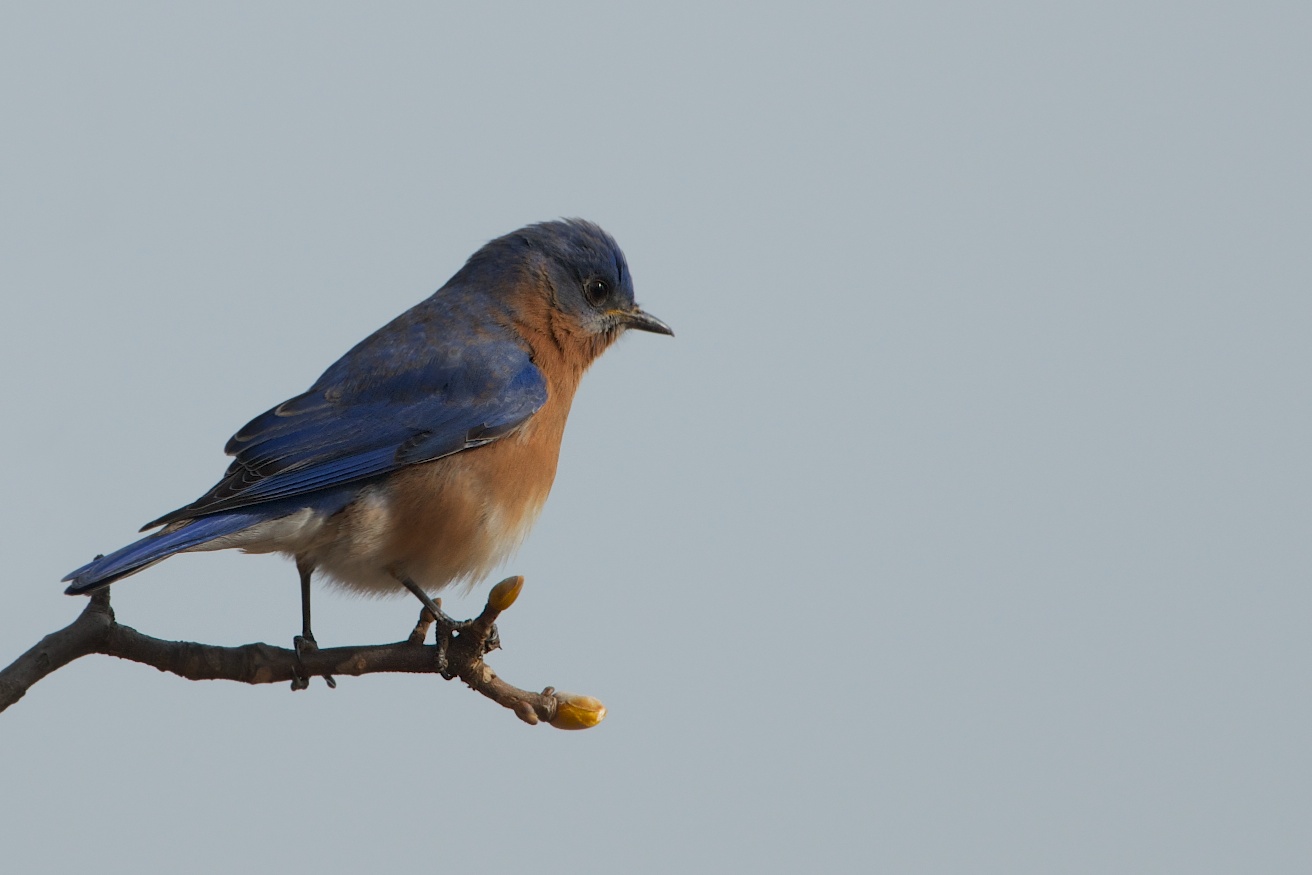 Bluebird and Spring Buds