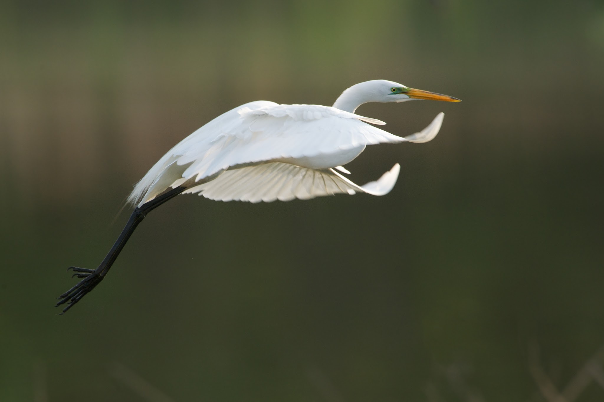 Egret in Black Stockings (Click for Better View)