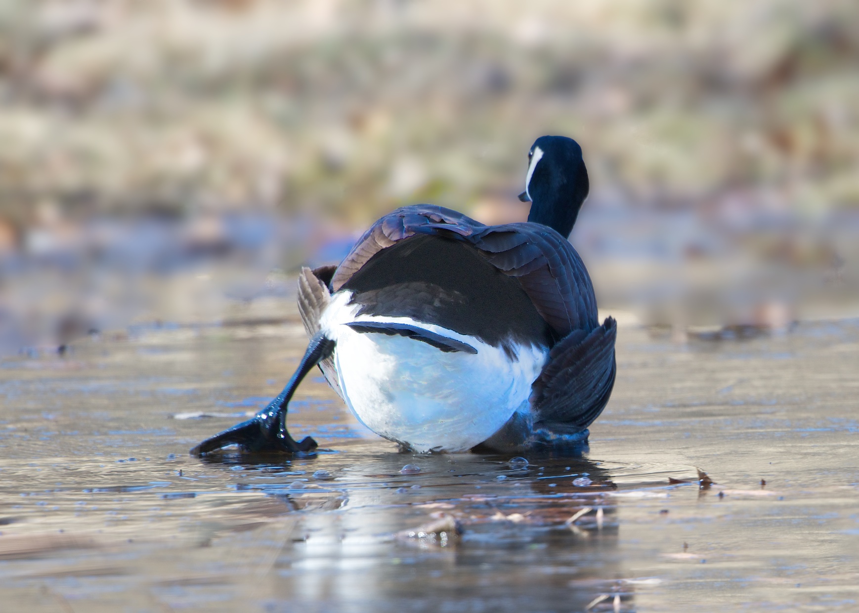Slipping on the Ice on the First Day of Spring