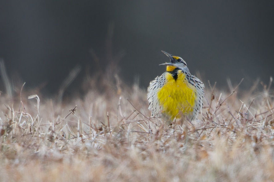 Meadowlark Singing for Spring
