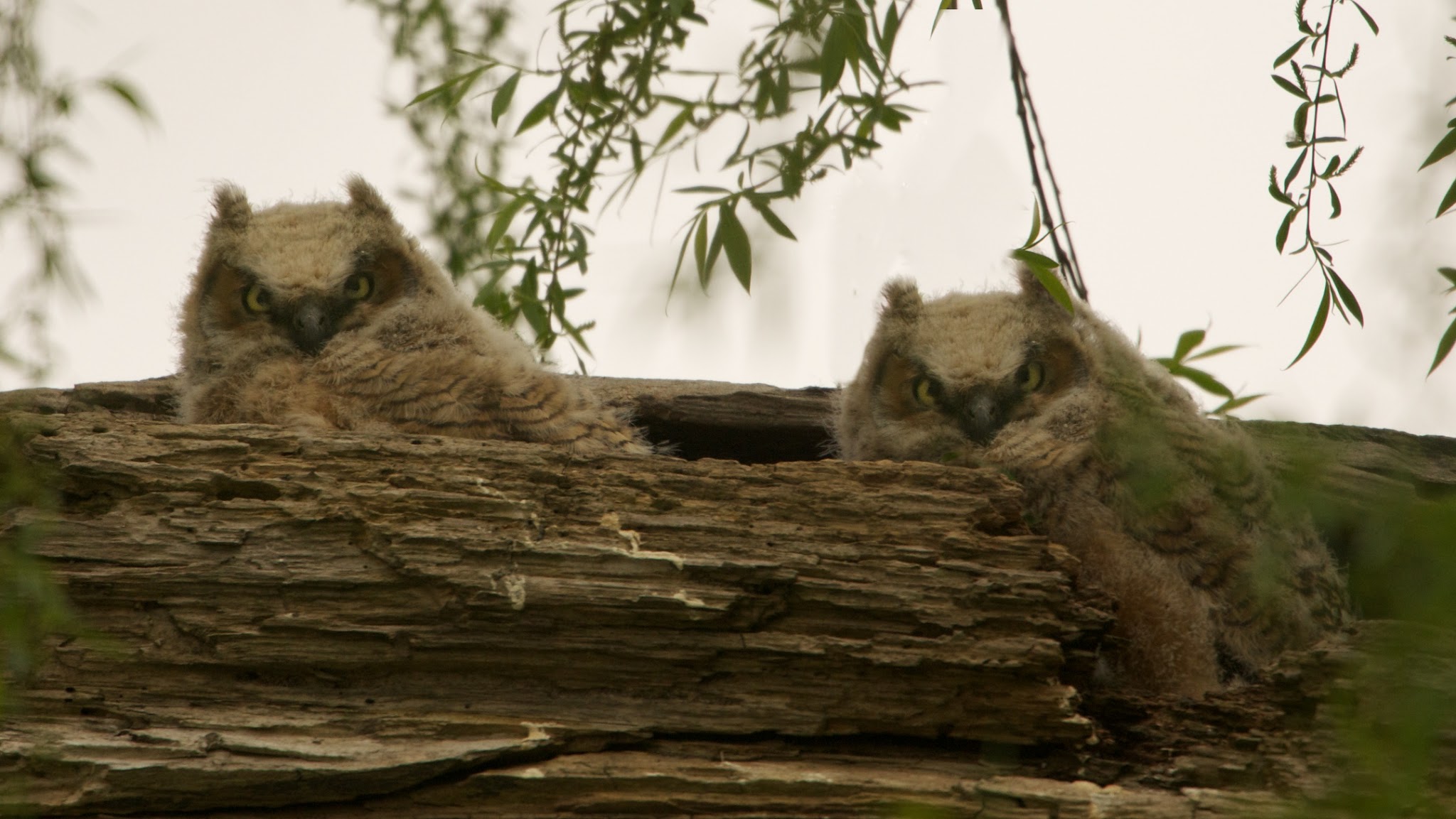 Baby Great Horned Owls at John Heinz National Wildlife Refuge Today