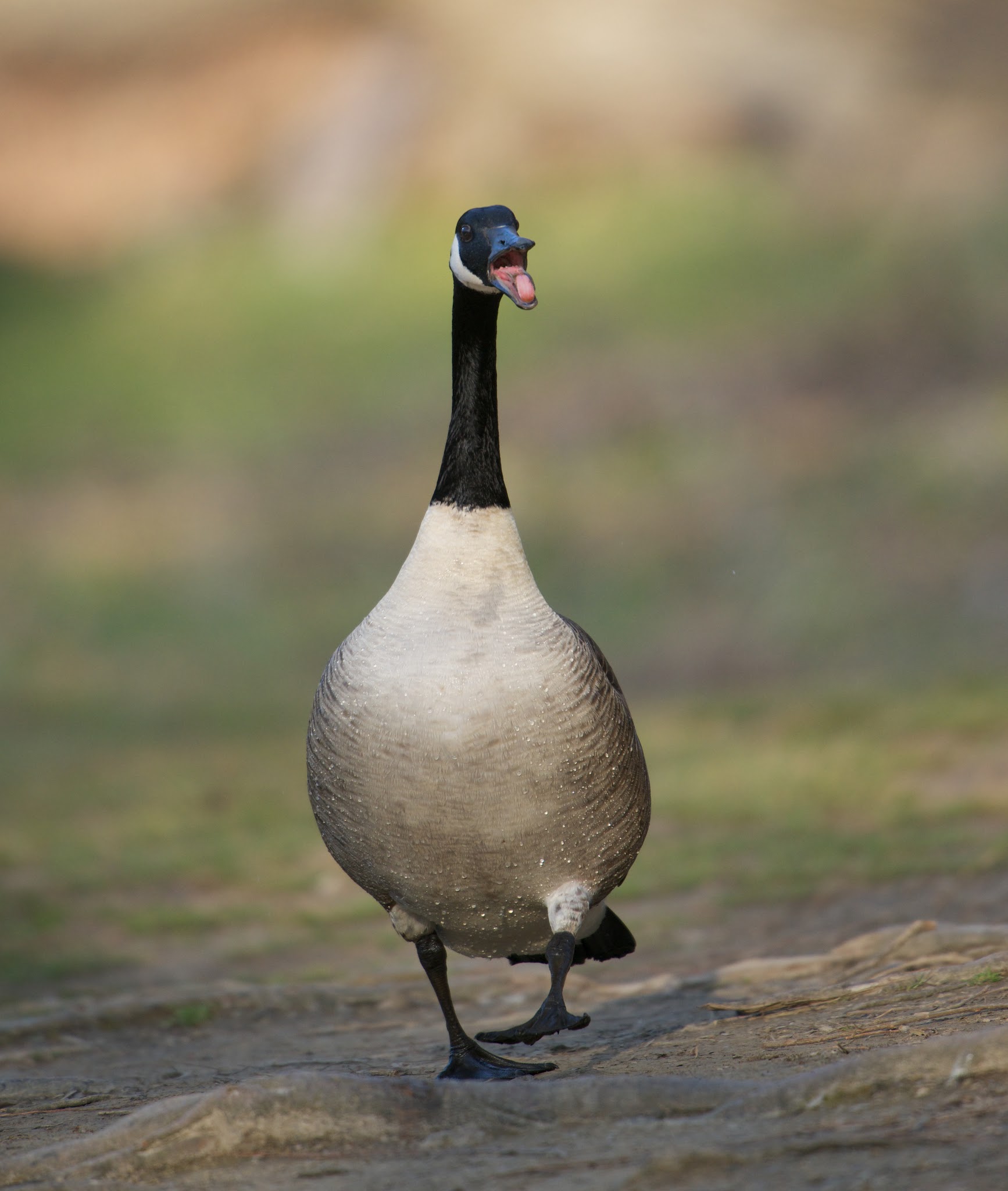 Goose with an Attitude