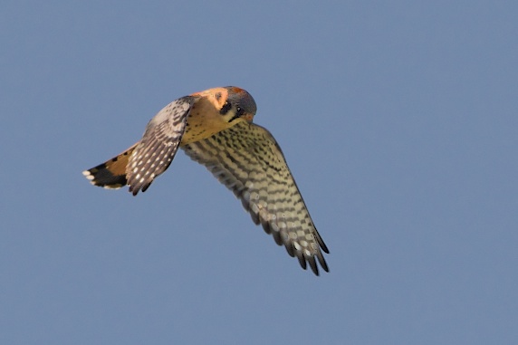Kestrel Looking for Prey in Valley Forge