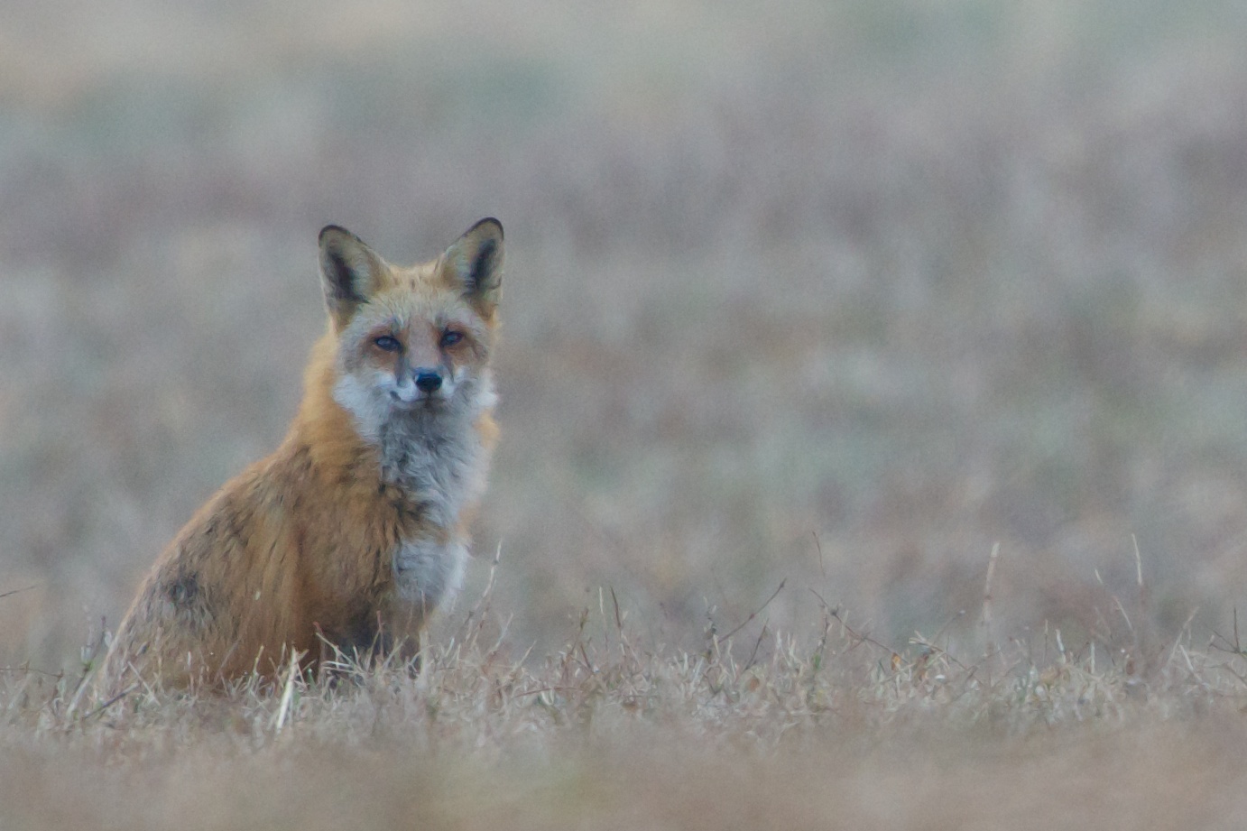 Pretty Fox in Valley Forge