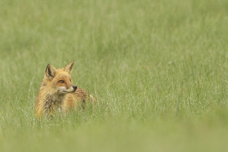 Found the Foxes Again