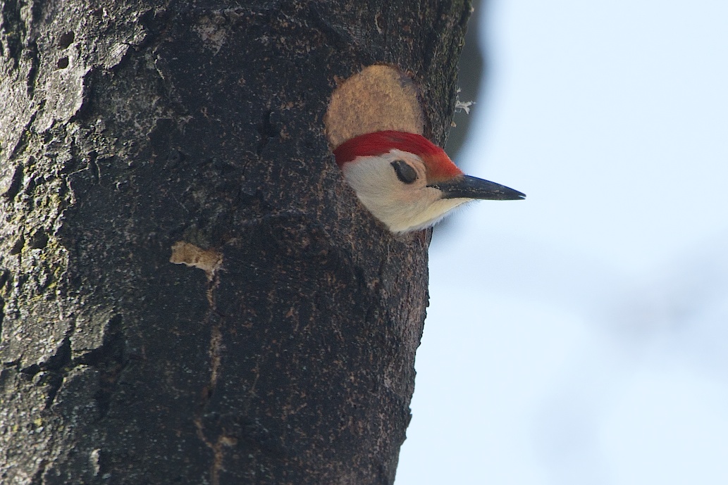 Sleepy Red Bellied Woodpecker