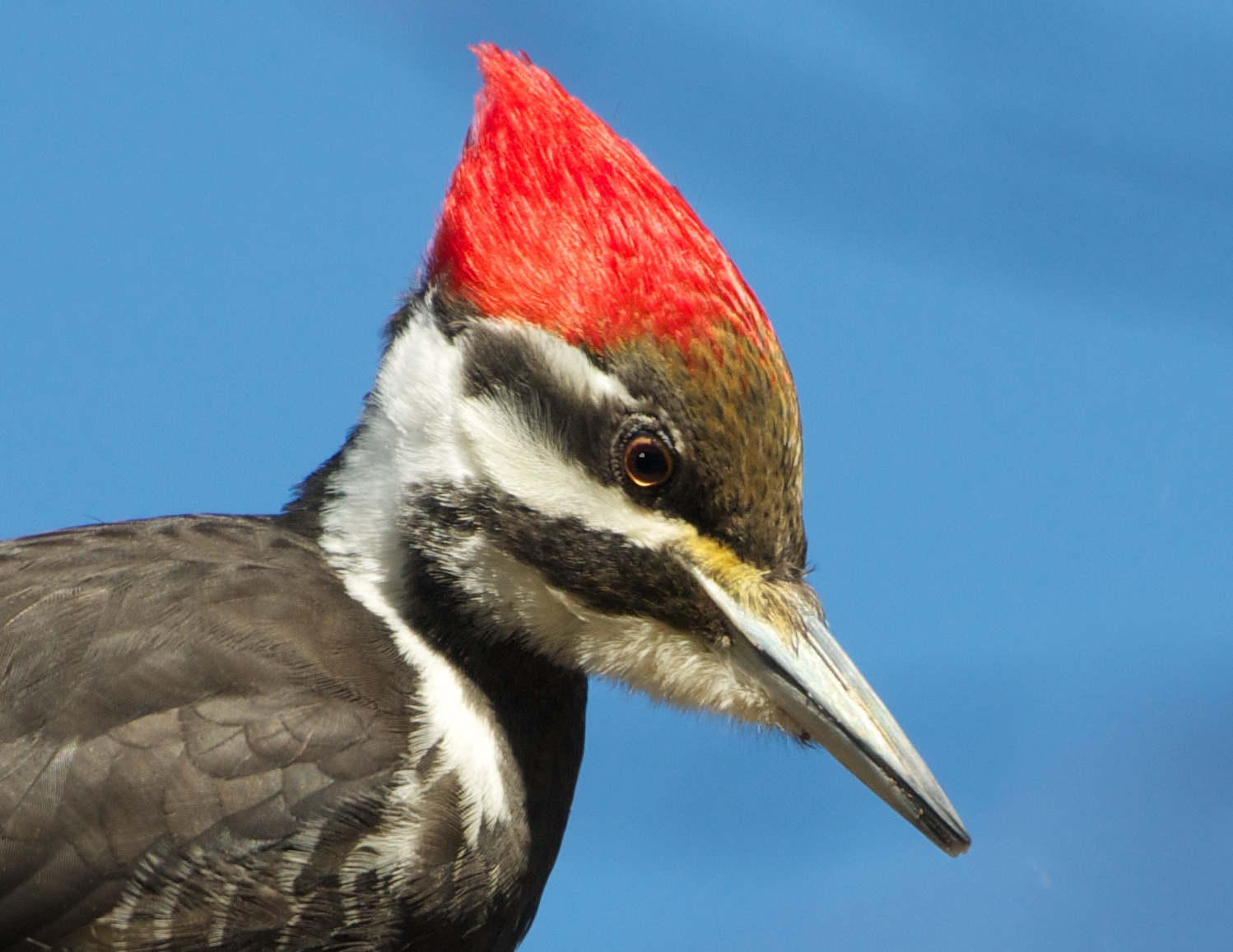 The Face of the Pileated Woodpecker