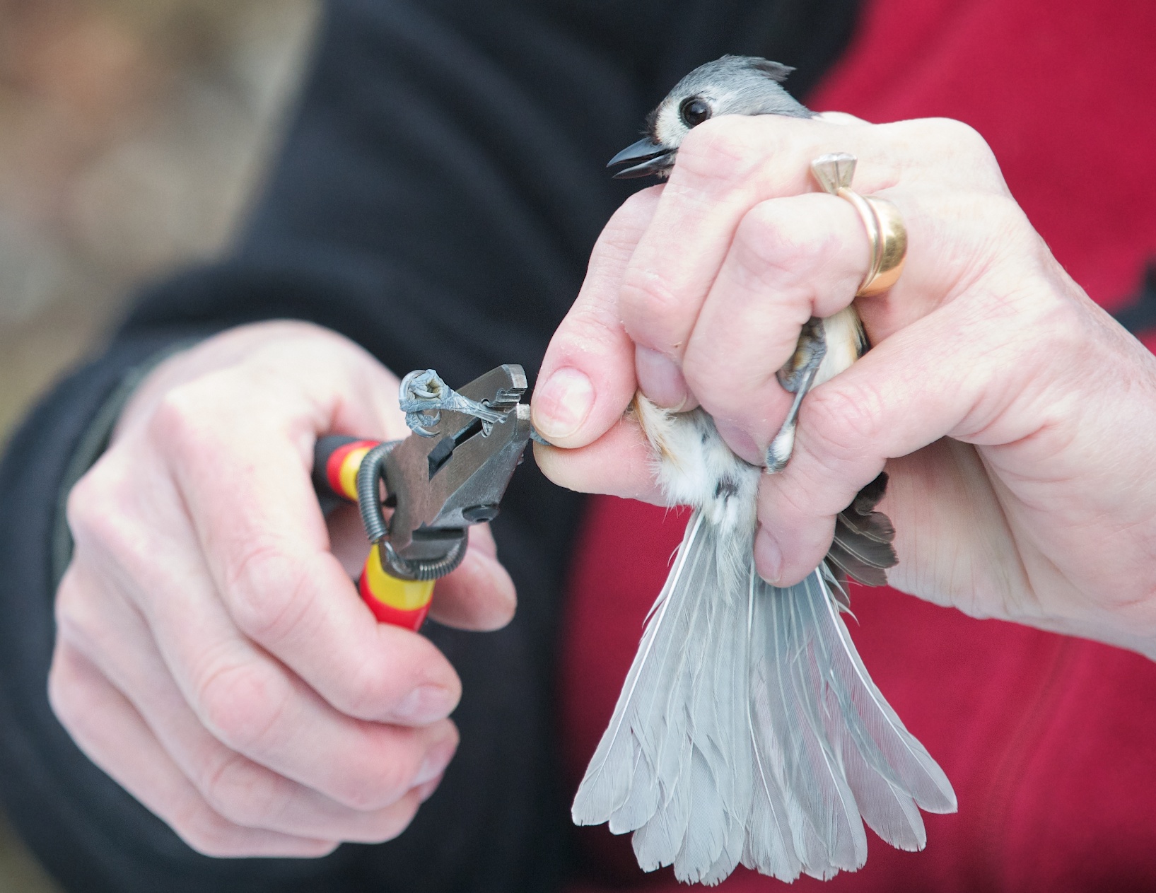 Bird Banding at Jenkins Arboretum.