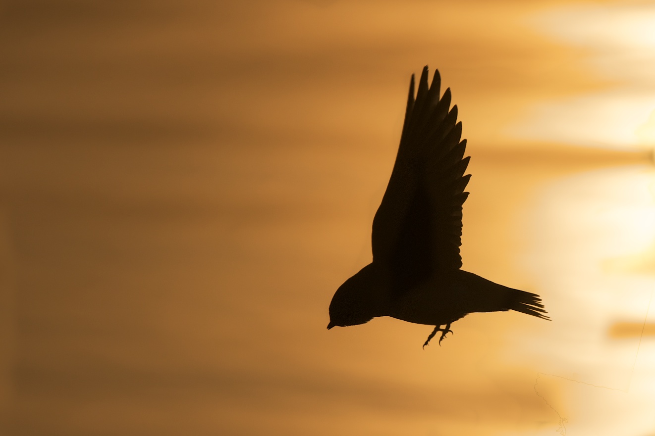 Tree Swallow on Easter Morning