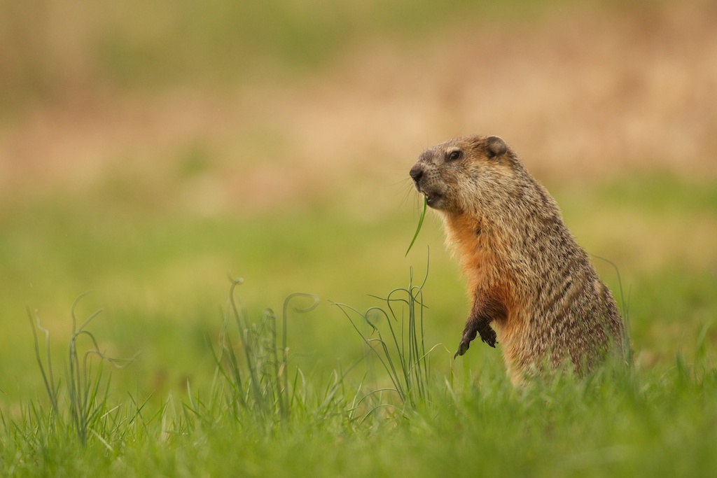The Groundhog