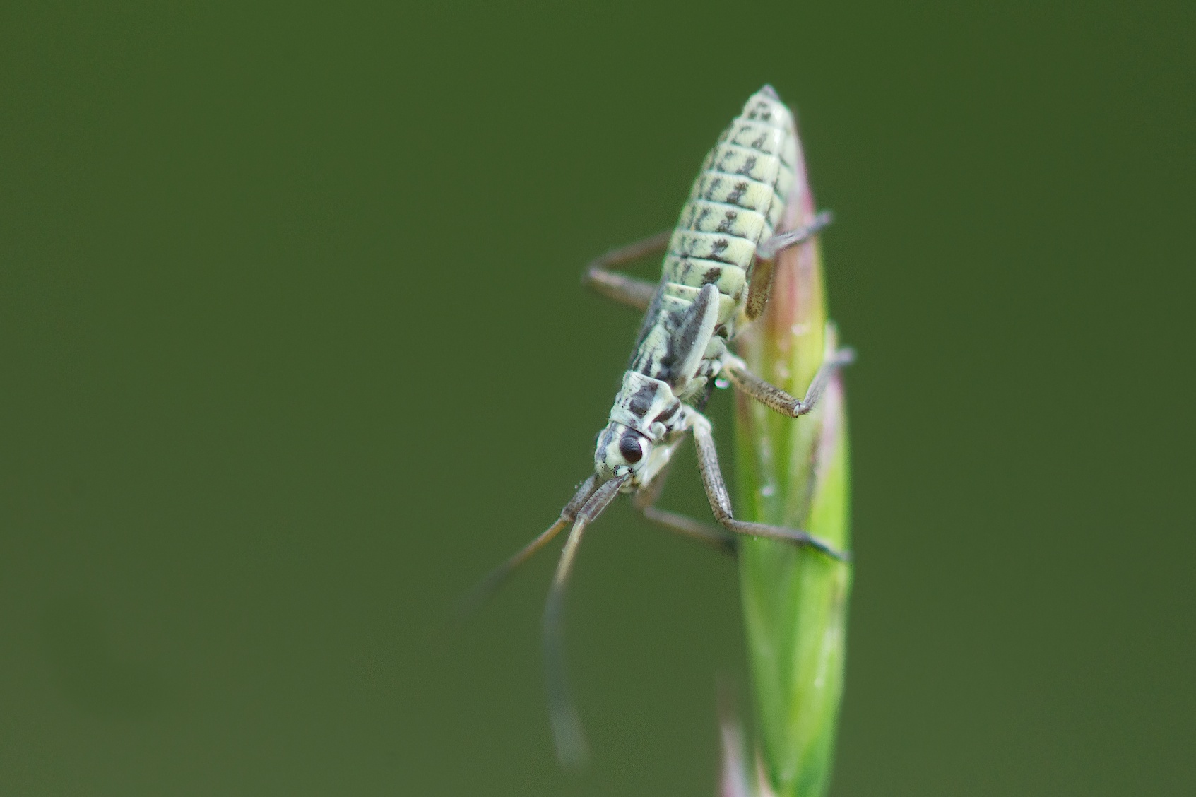 I Figured Out What Bug This is. It is a baby Miridae. Cool or What!!