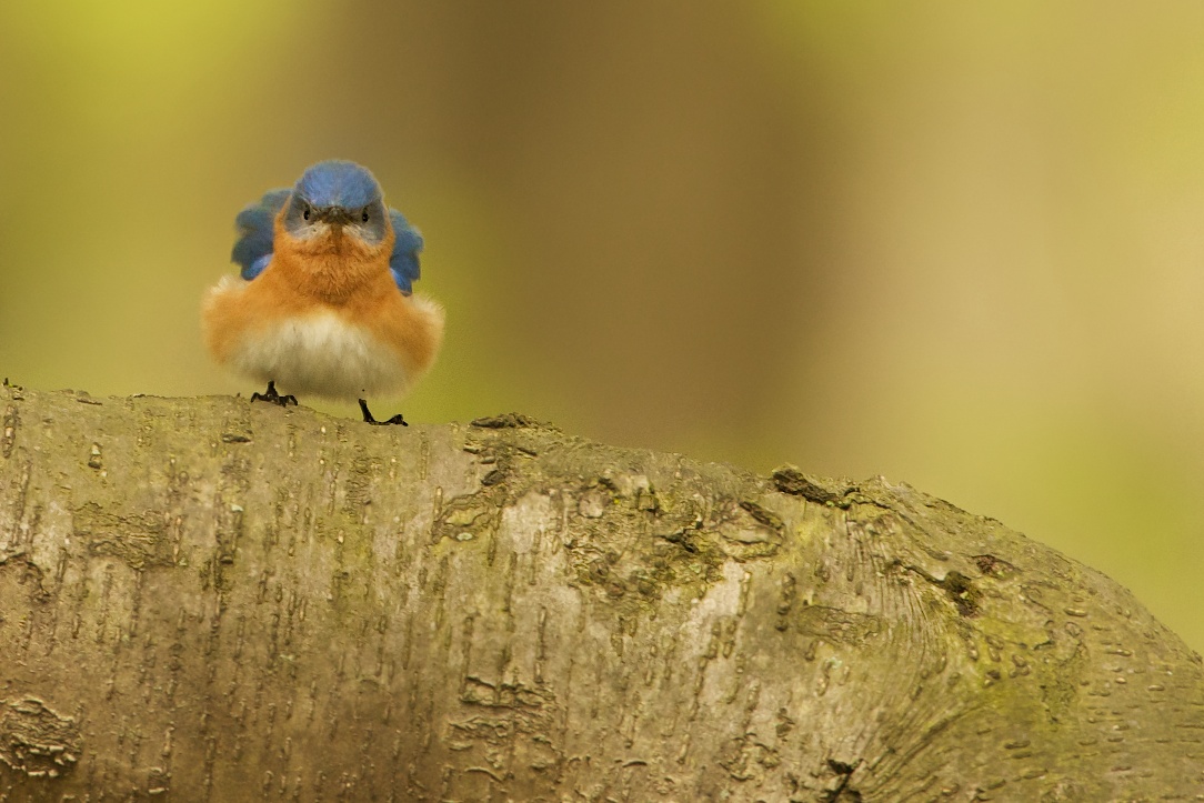 Little Bluebird with an Attitude