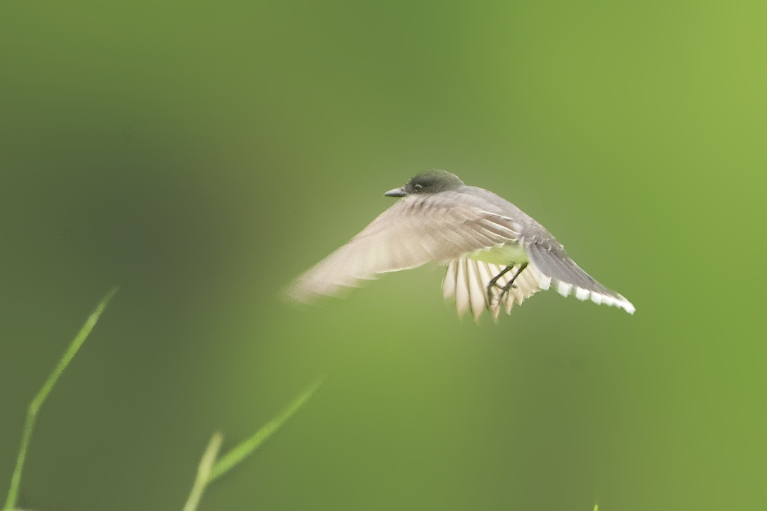 Eastern Phoebe Flying in the Rain