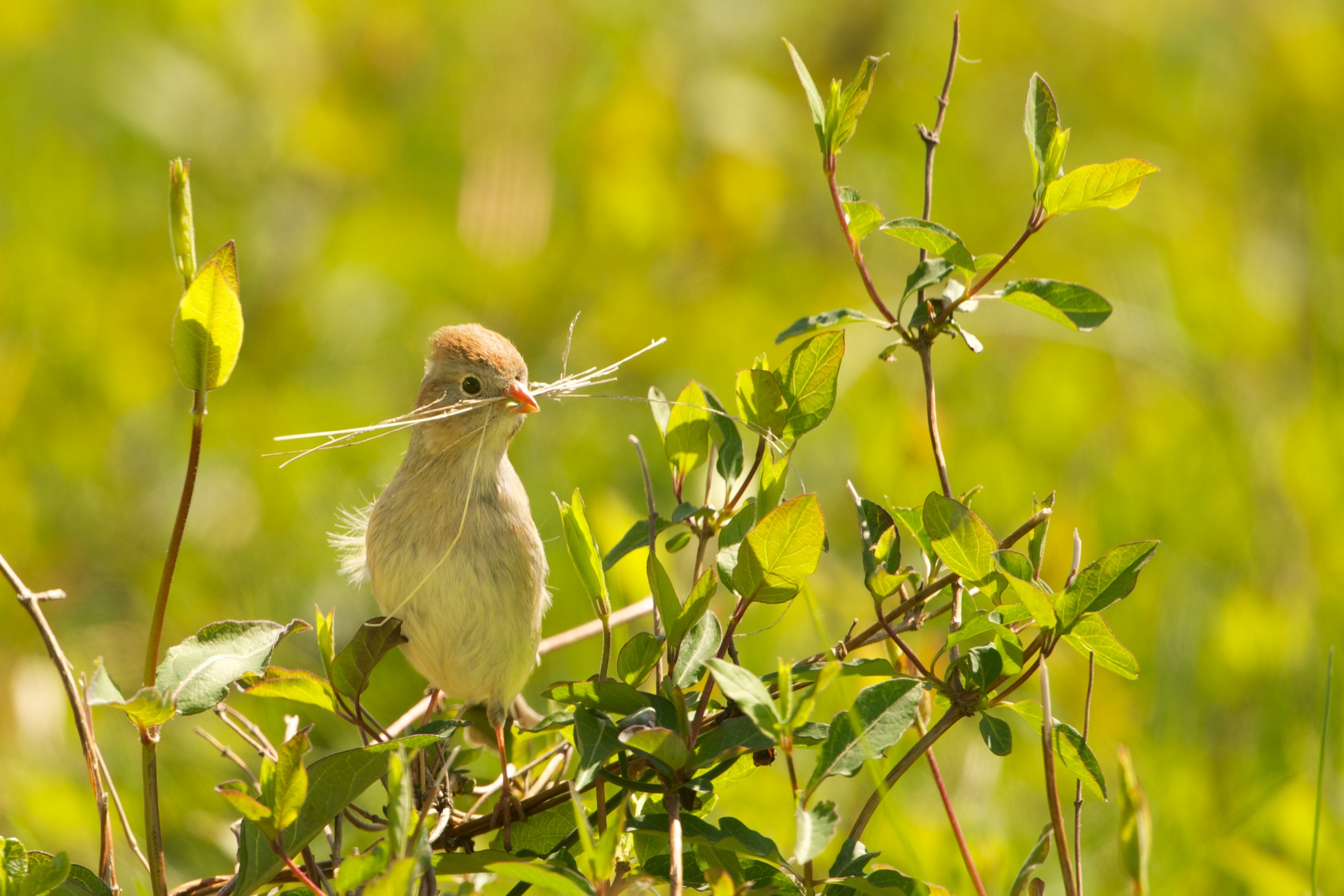 Field Sparrow Building the Nest