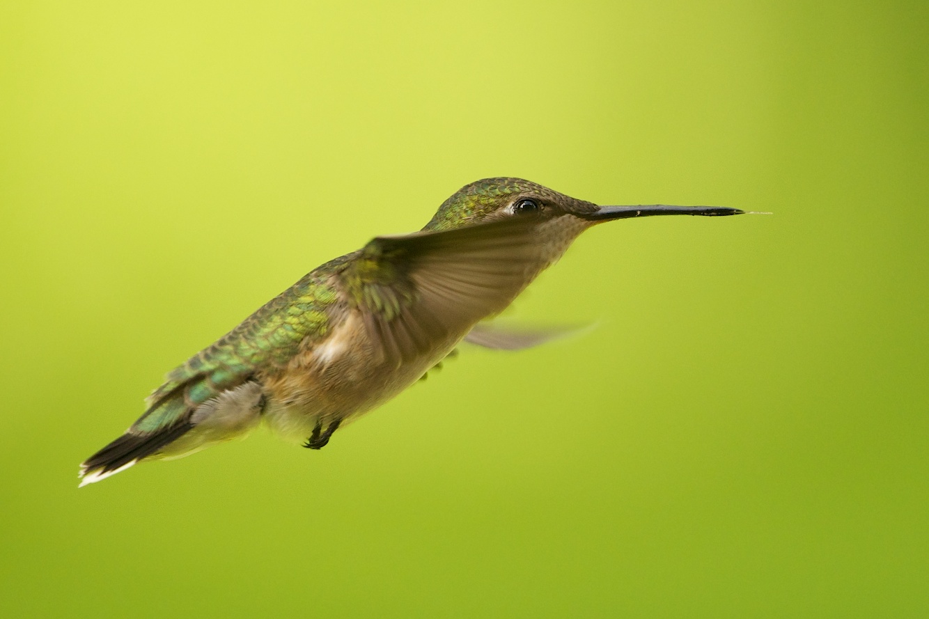 Shy Hummingbird with Tongue