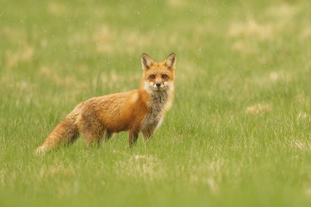 The Fox and the Woodpecker are Two Contest Finalists This Month! (Click Fox to see eyebrows)