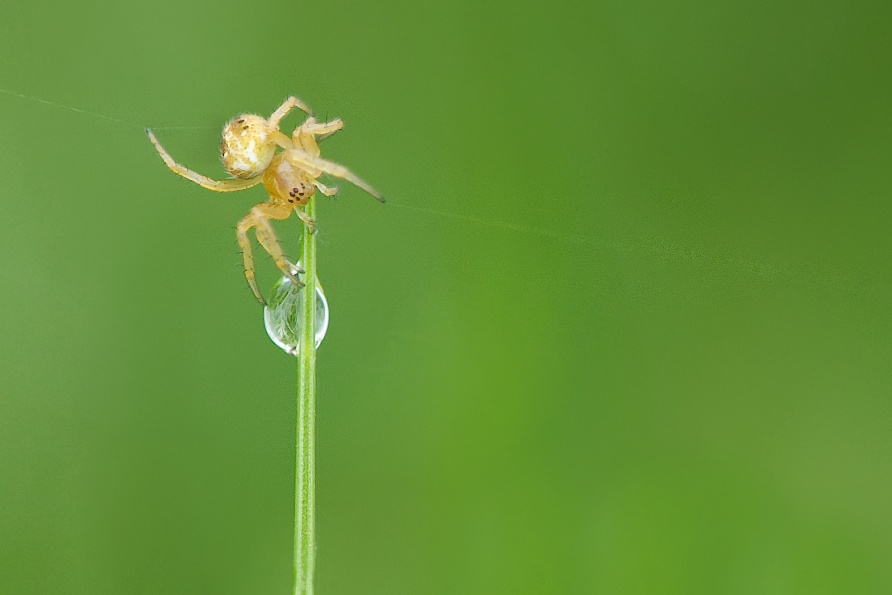 Dancing on a Droplet
