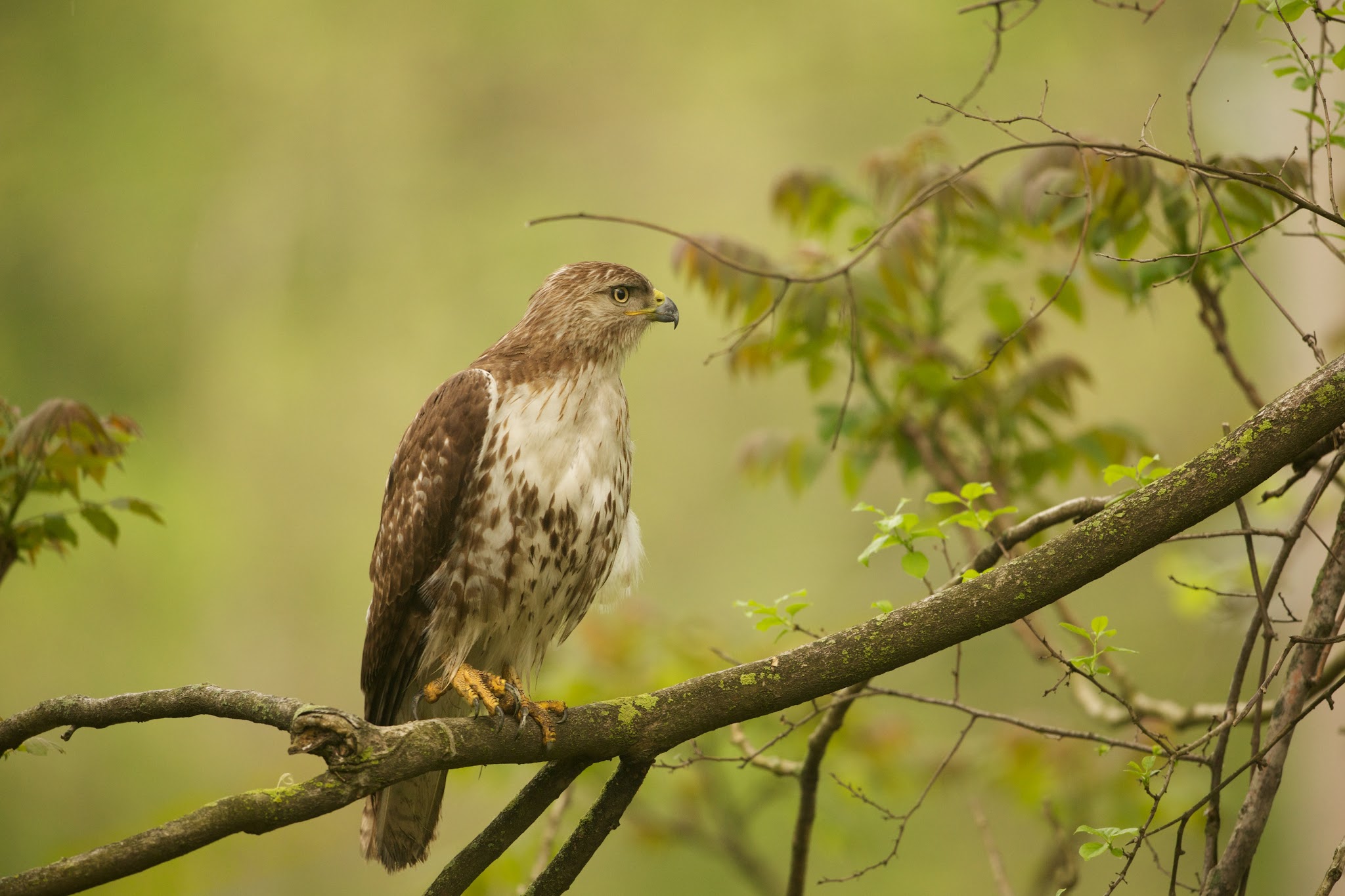 Red Tailed Hawk in the Woods