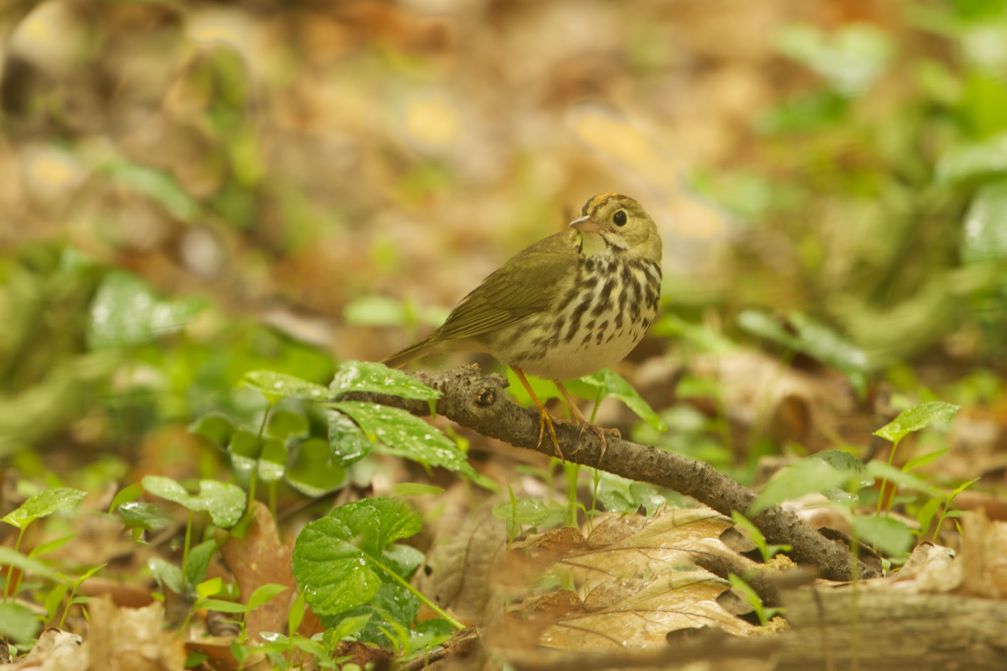 The Elusive Oven Bird