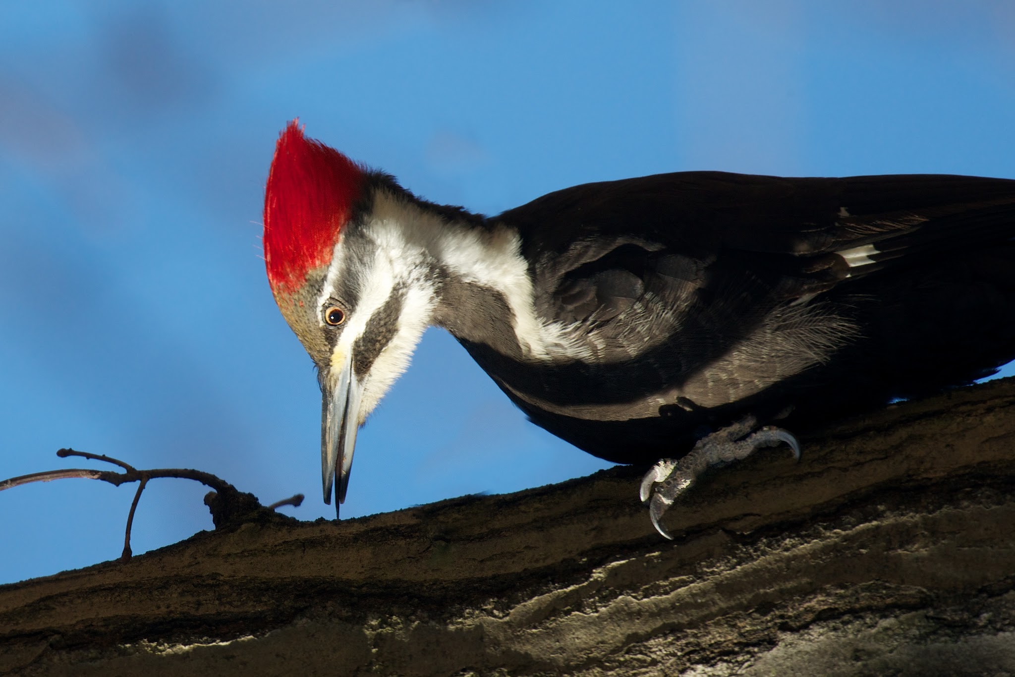 The Pileated Woodpecker – Today in Valley Forge