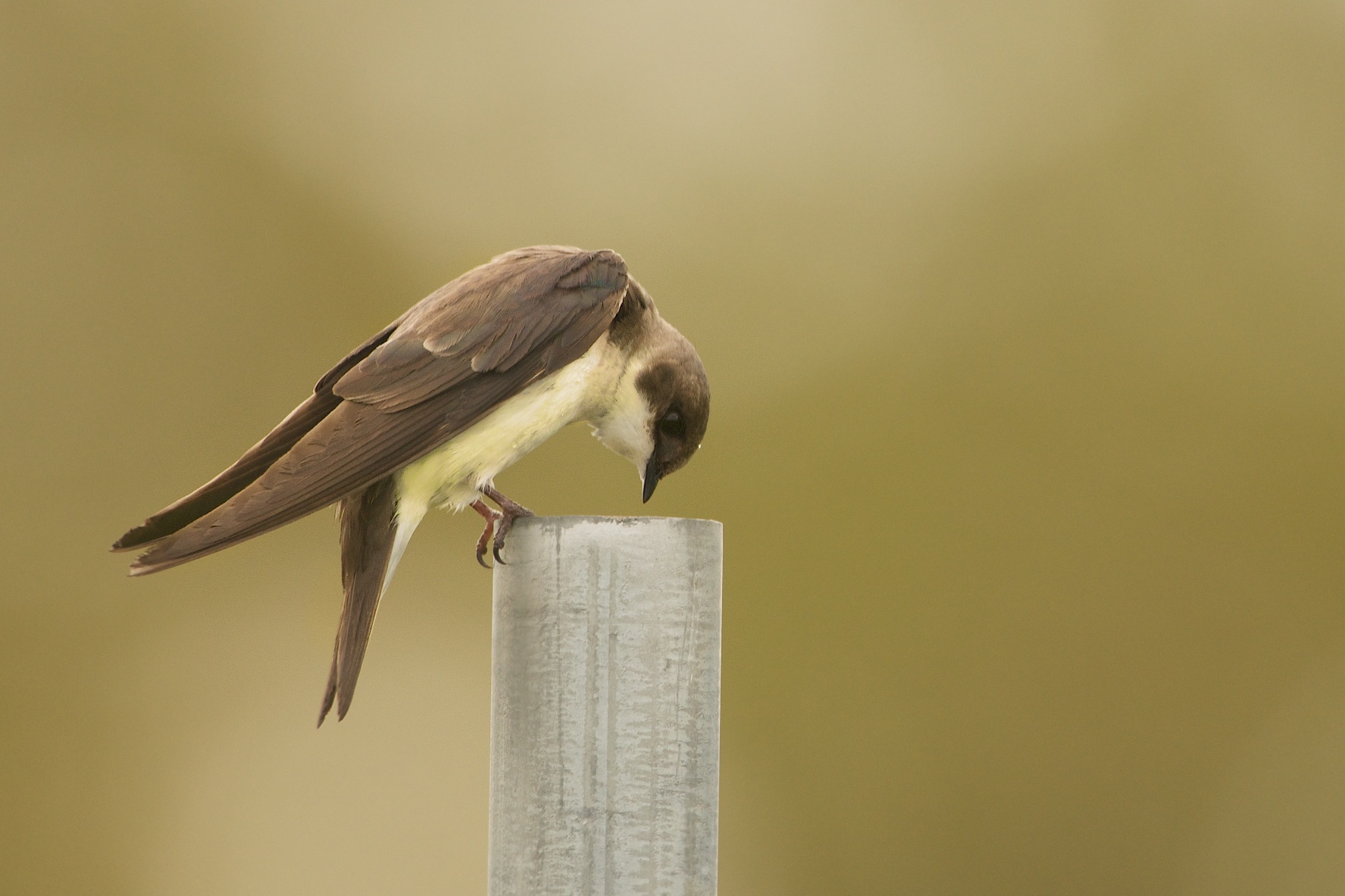 Tree Swallow at Valley Forge Looking For a Glass of Water