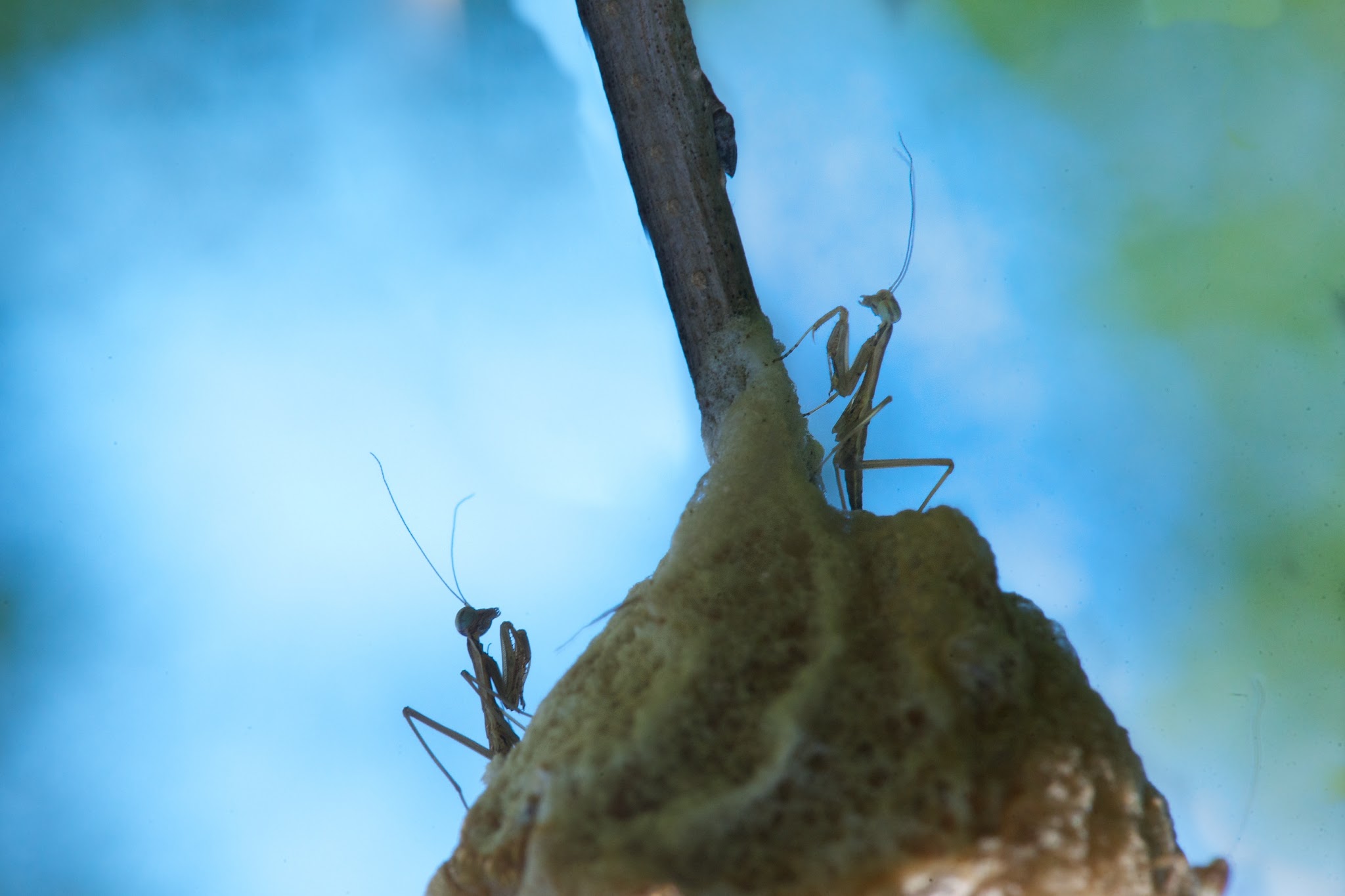 Baby Praying Mantises