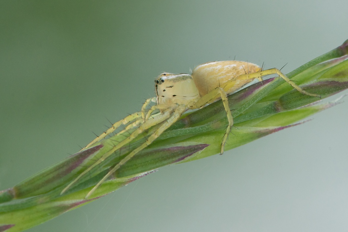 Yellow Lynx Spider with Great Legs