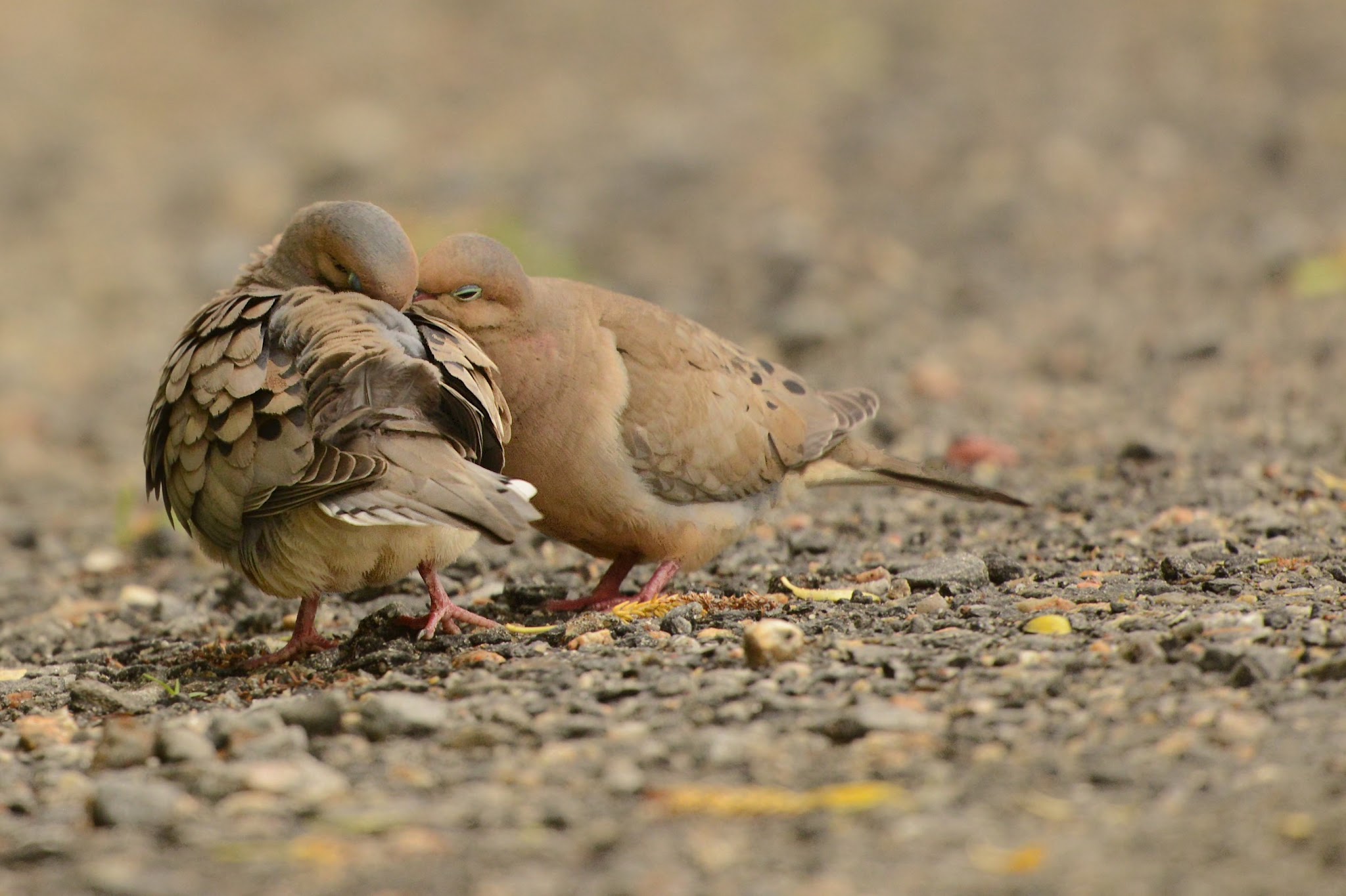 Morning Doves Kissing With Their Eyes Closed