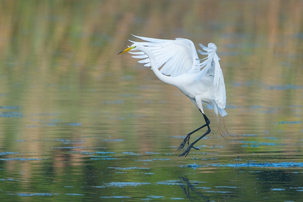 Great White Egret in Early Morning Light