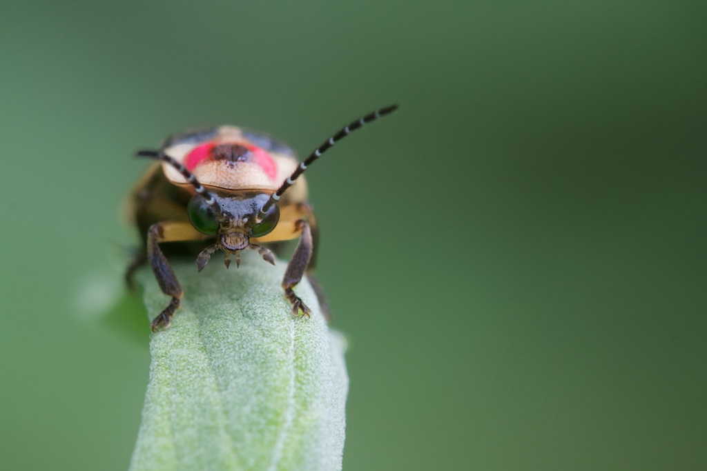 The Face of a Lightning Bug