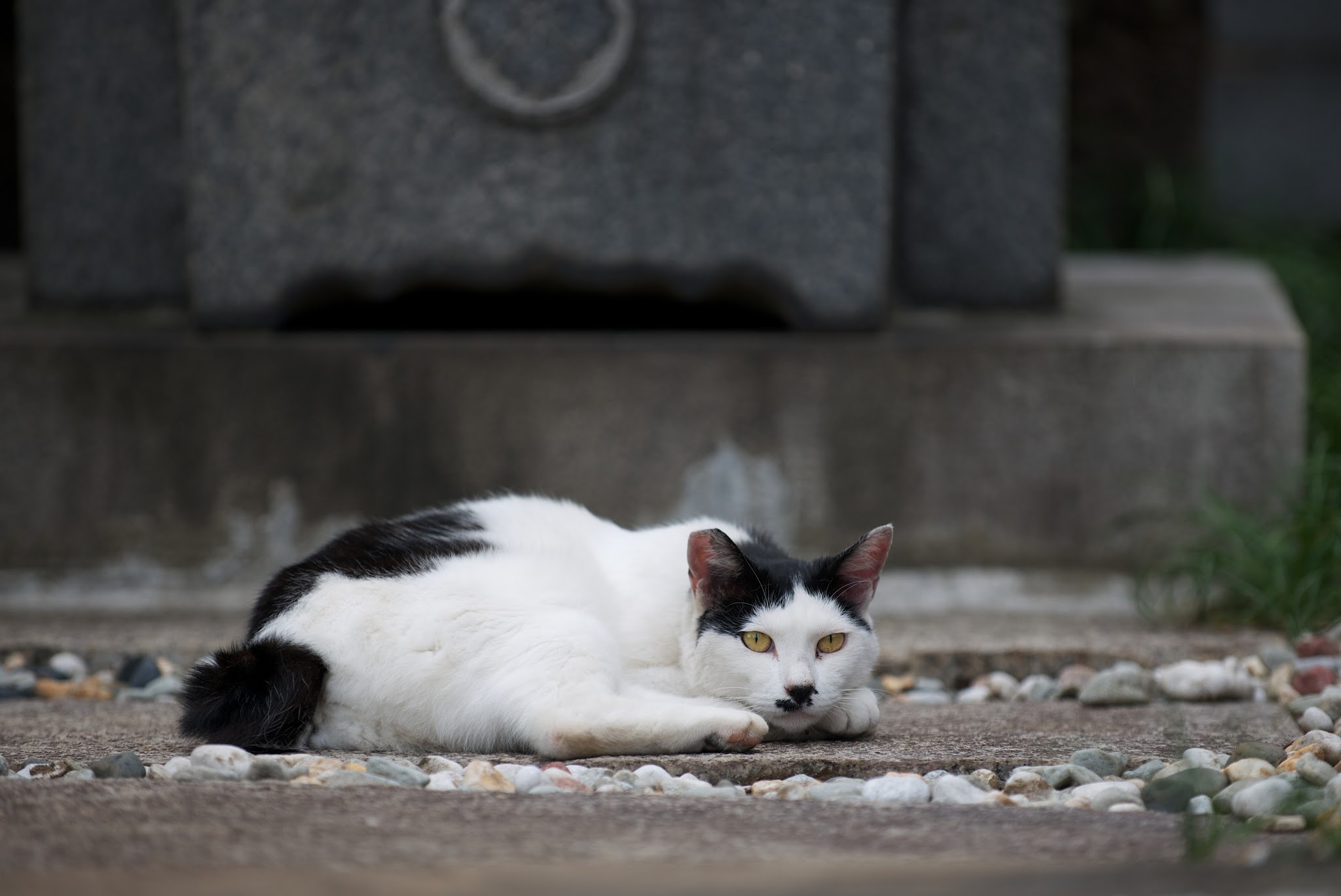 Stray Cats in Aoyama Cemetery
