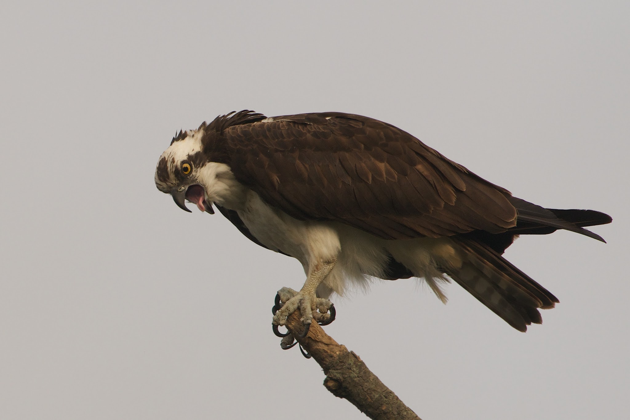 Uh Oh….. I Think I Ate a Bad Oyster