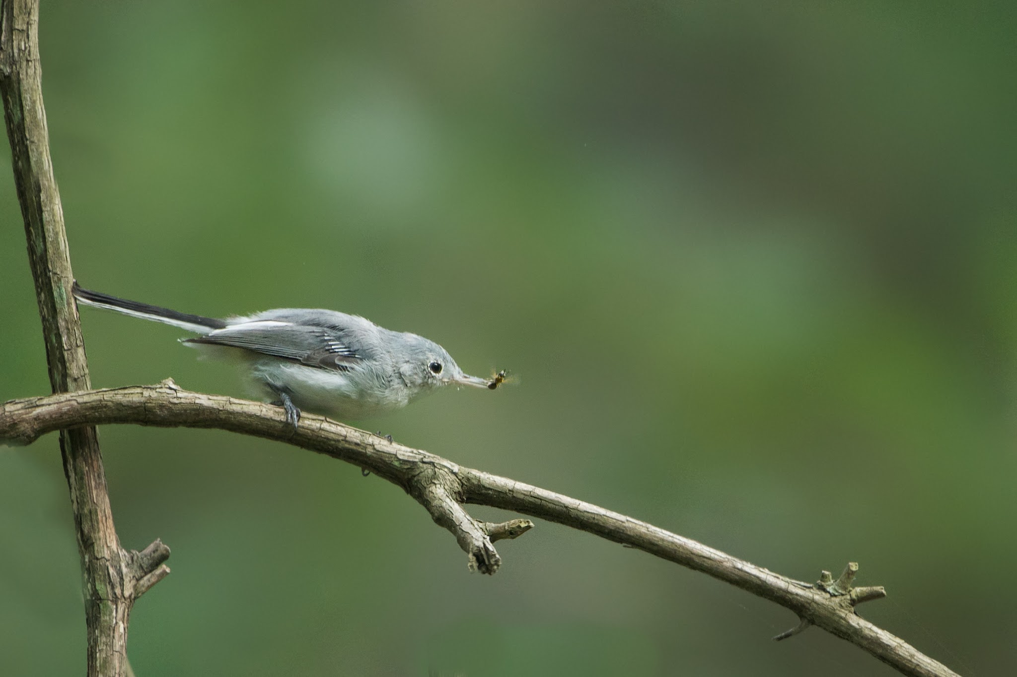 Gnatcatcher Catches Gnat