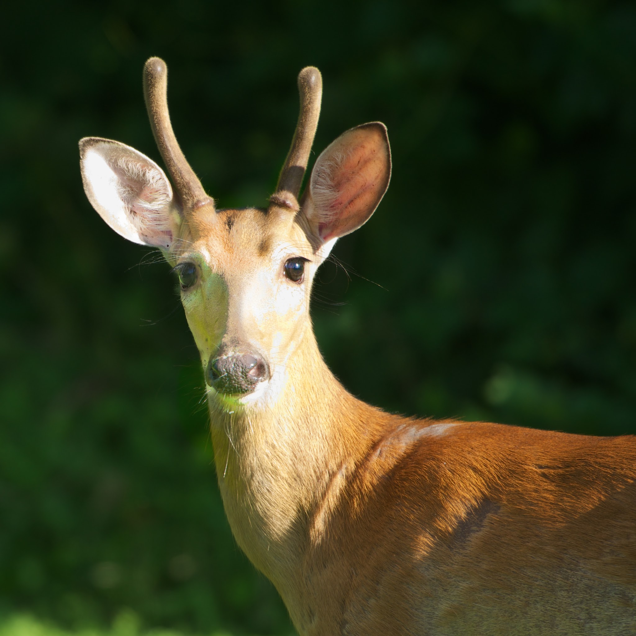 Sweetie Who Showed Up at Eastern College Pond
