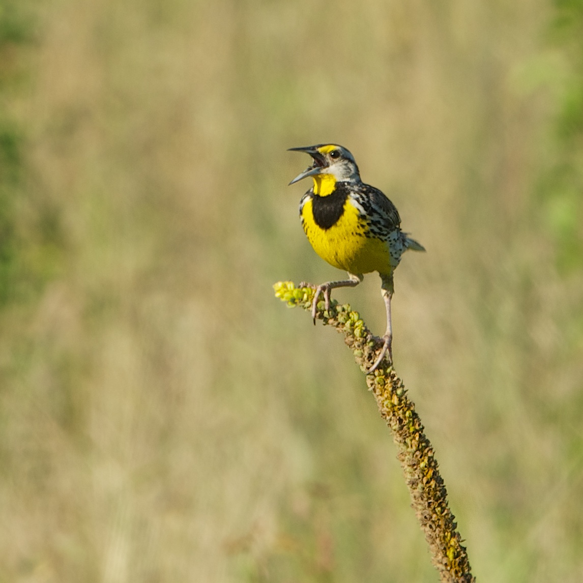 Meadow Lark on Mullein Plant in Valley Forge