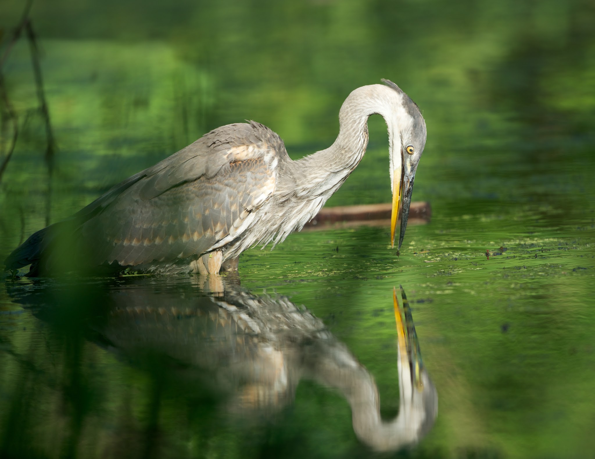 And Who is the Fairest in the Land?