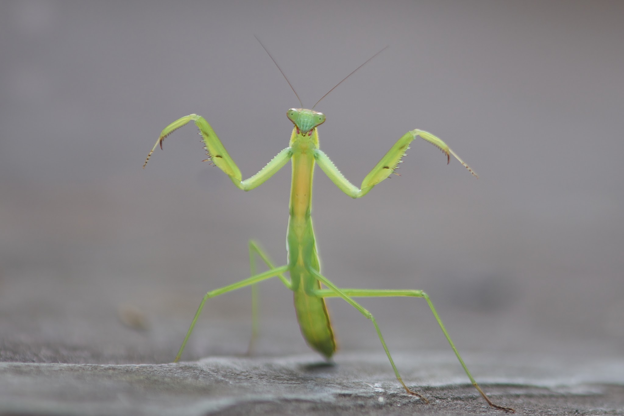 Shall We Dance? (Click Mantis for Better View)