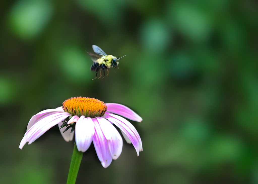 Summer in the Garden